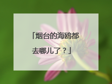 烟台的海鸥都去哪儿了？