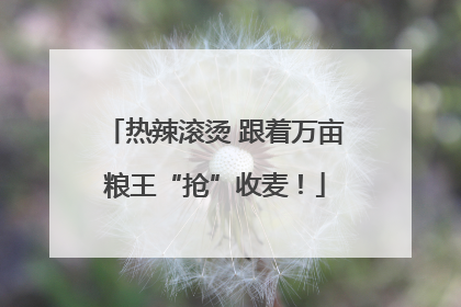 热辣滚烫 跟着万亩粮王“抢”收麦！