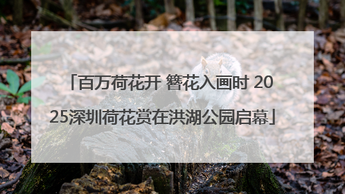 百万荷花开 簪花入画时 2025深圳荷花赏在洪湖公园启幕