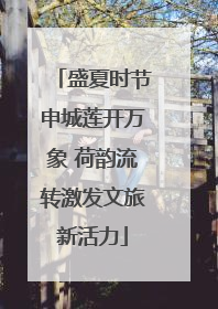 盛夏时节申城莲开万象 荷韵流转激发文旅新活力