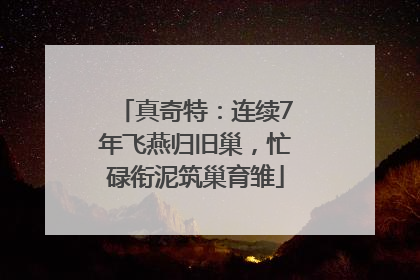 真奇特：连续7年飞燕归旧巢，忙碌衔泥筑巢育雏