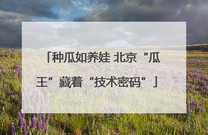 种瓜如养娃 北京“瓜王”藏着“技术密码”