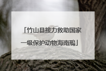 竹山县接力救助国家一级保护动物海南鳽
