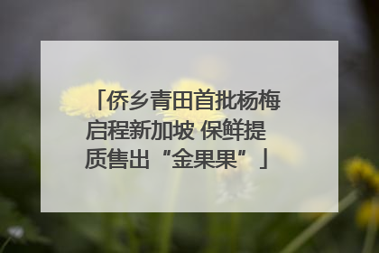 侨乡青田首批杨梅启程新加坡 保鲜提质售出“金果果”