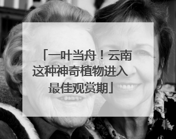 一叶当舟！云南这种神奇植物进入最佳观赏期