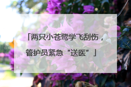 两只小苍鹭学飞刮伤，管护员紧急“送医”
