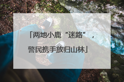 两地小鹿“迷路”，警民携手放归山林