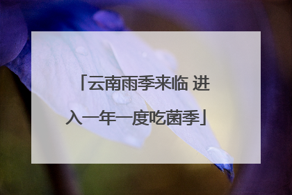 云南雨季来临 进入一年一度吃菌季