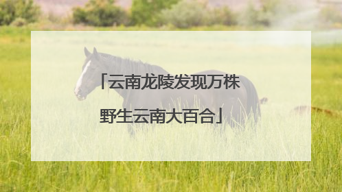 云南龙陵发现万株野生云南大百合