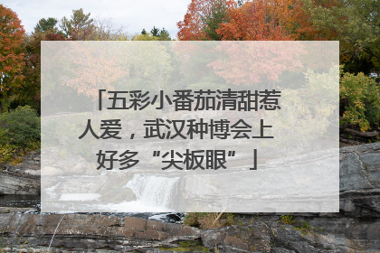 五彩小番茄清甜惹人爱，武汉种博会上好多“尖板眼”