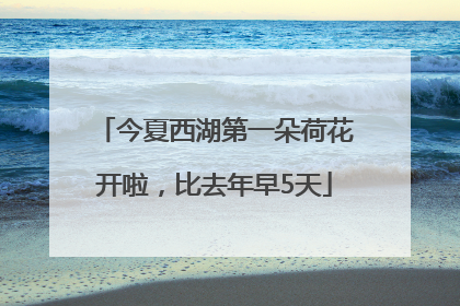 今夏西湖第一朵荷花开啦，比去年早5天