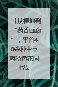 从裸地到“药香画廊”，平谷40余种中草药特色花园上线
