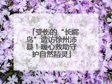 受伤的“长嘴鸟”造访徐州沛县！暖心救助守护自然精灵