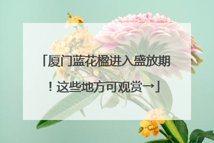 厦门蓝花楹进入盛放期！这些地方可观赏→