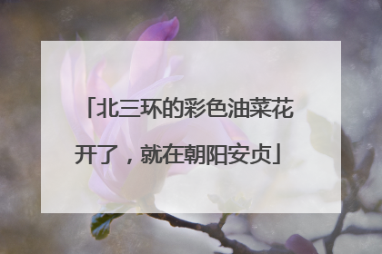 北三环的彩色油菜花开了，就在朝阳安贞