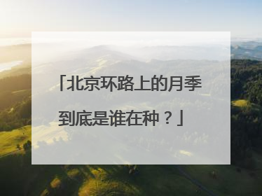 北京环路上的月季到底是谁在种？