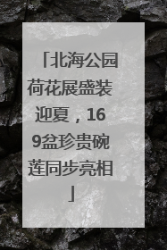 北海公园荷花展盛装迎夏，169盆珍贵碗莲同步亮相
