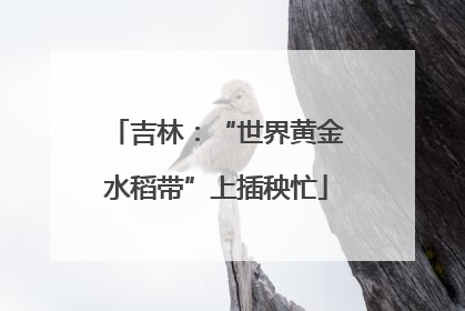 吉林：“世界黄金水稻带”上插秧忙