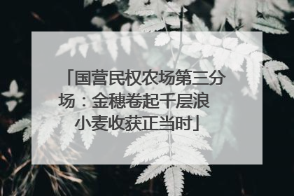 国营民权农场第三分场：金穗卷起千层浪 小麦收获正当时
