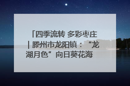 四季流转 多彩枣庄｜滕州市龙阳镇：“龙湖月色”向日葵花海 绘就乡村振兴新画卷