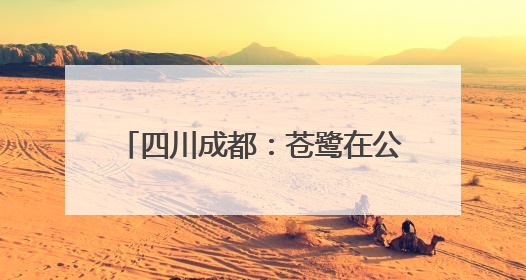 四川成都：苍鹭在公园湖心岛觅食嬉戏