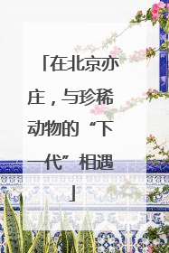 在北京亦庄，与珍稀动物的“下一代”相遇