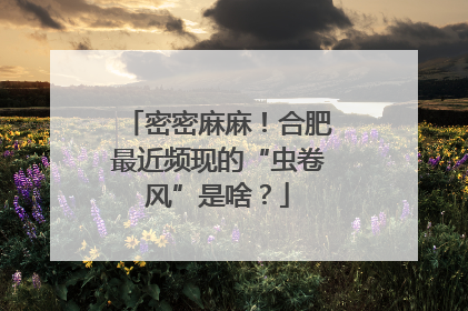 密密麻麻！合肥最近频现的“虫卷风”是啥？