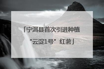 宁洱县首次引进种植“云淀1号”红薯