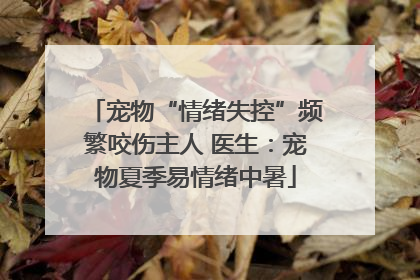 宠物“情绪失控”频繁咬伤主人 医生：宠物夏季易情绪中暑