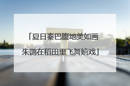 夏日秦巴腹地美如画 朱鹮在稻田里飞舞嬉戏