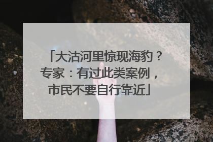 大沽河里惊现海豹？专家：有过此类案例，市民不要自行靠近