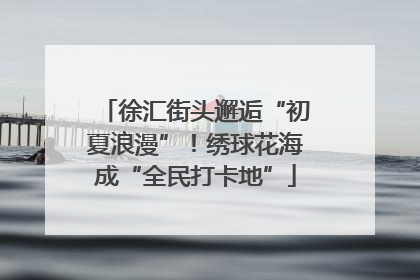 徐汇街头邂逅“初夏浪漫”！绣球花海成“全民打卡地”