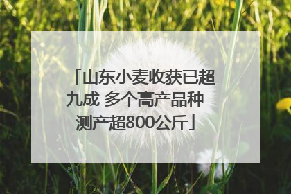 山东小麦收获已超九成 多个高产品种测产超800公斤
