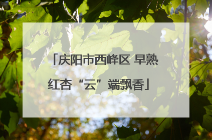 庆阳市西峰区 早熟红杏“云”端飘香