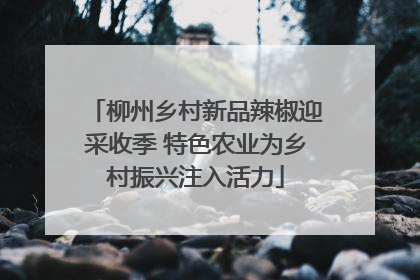 柳州乡村新品辣椒迎采收季 特色农业为乡村振兴注入活力
