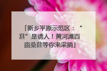 新乡平原示范区：“葚”是诱人！黄河滩百亩桑葚等你来采摘