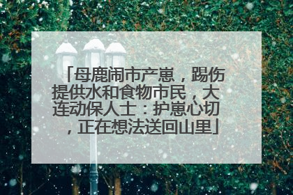 母鹿闹市产崽，踢伤提供水和食物市民，大连动保人士：护崽心切，正在想法送回山里