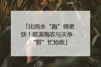 比雨水“跑”得更快！慈溪梅农与天争“鲜”忙抢收