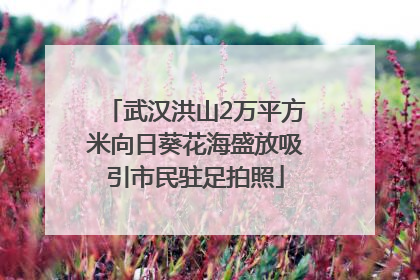 武汉洪山2万平方米向日葵花海盛放吸引市民驻足拍照
