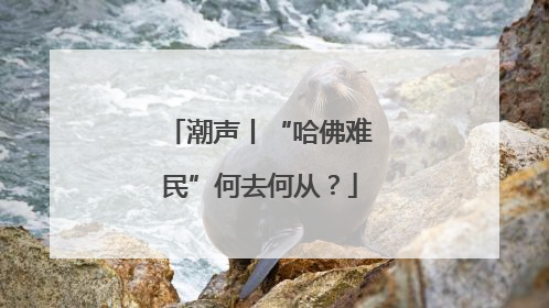 潮声丨“哈佛难民”何去何从？