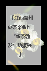 江西赣州夏茶采收忙 “新茶勃发”助振兴