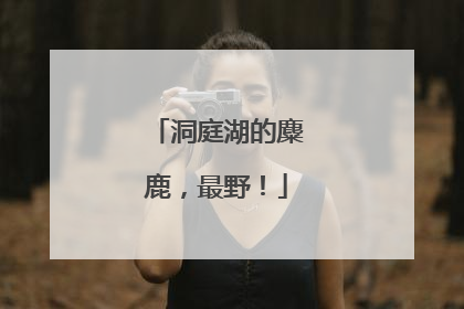 洞庭湖的麋鹿，最野！