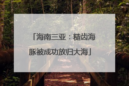 海南三亚：糙齿海豚被成功放归大海