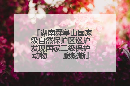 湖南舜皇山国家级自然保护区巡护发现国家二级保护动物——脆蛇蜥
