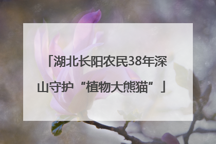 湖北长阳农民38年深山守护“植物大熊猫”