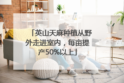 英山天麻种植从野外走进室内，每亩提产50%以上