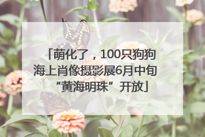 萌化了，100只狗狗海上肖像摄影展6月中旬“黄海明珠”开放