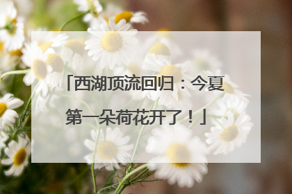 西湖顶流回归：今夏第一朵荷花开了！