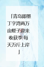 青岛即墨丁字湾两万亩蛏子迎来收获季 每天万斤上岸