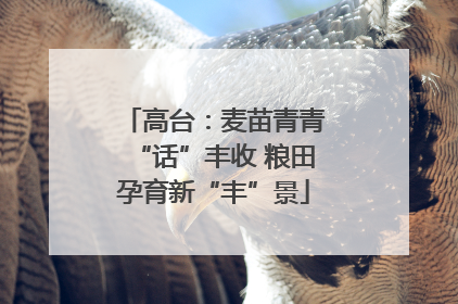 高台：麦苗青青“话”丰收 粮田孕育新“丰”景